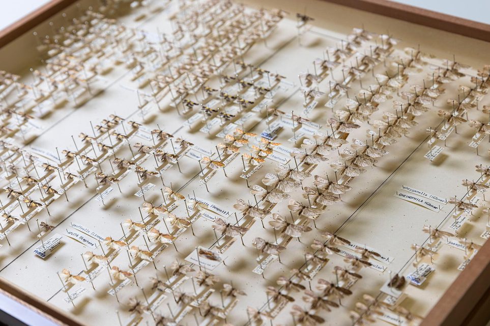 Rows of moth specimens pinned in a conservation drawer.